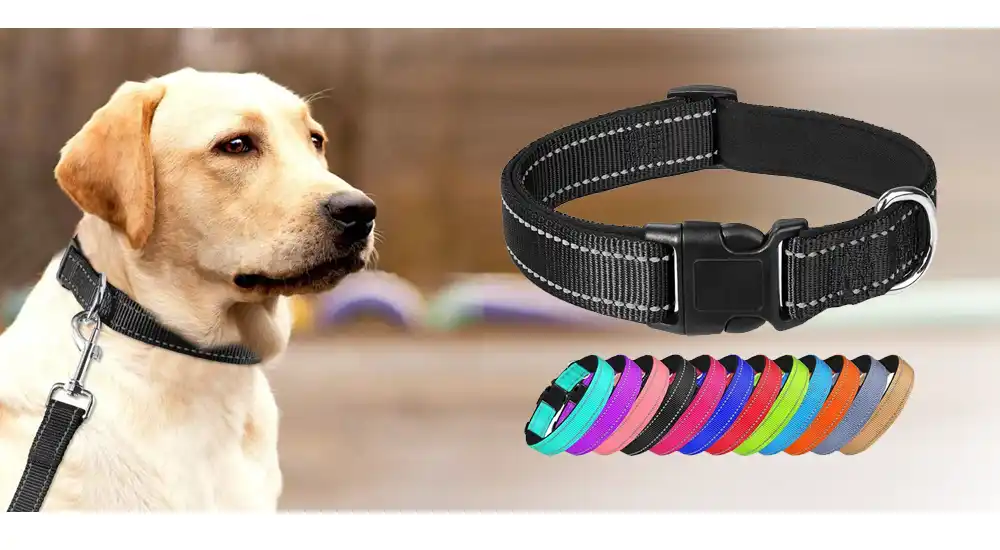 flat buckle dog collar