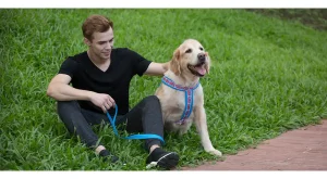 dog collar harness
