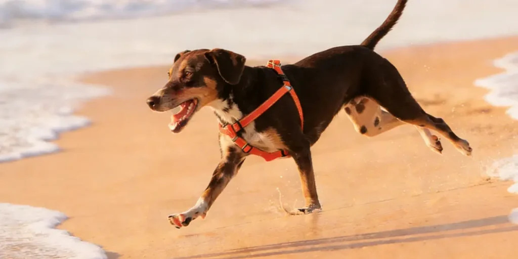 How To Properly Put On A Step-in Harness