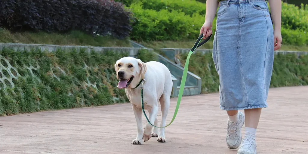 How to train a dog to walk on a leash
