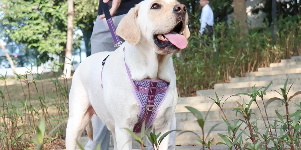 how do you train a puppy to walk on leash