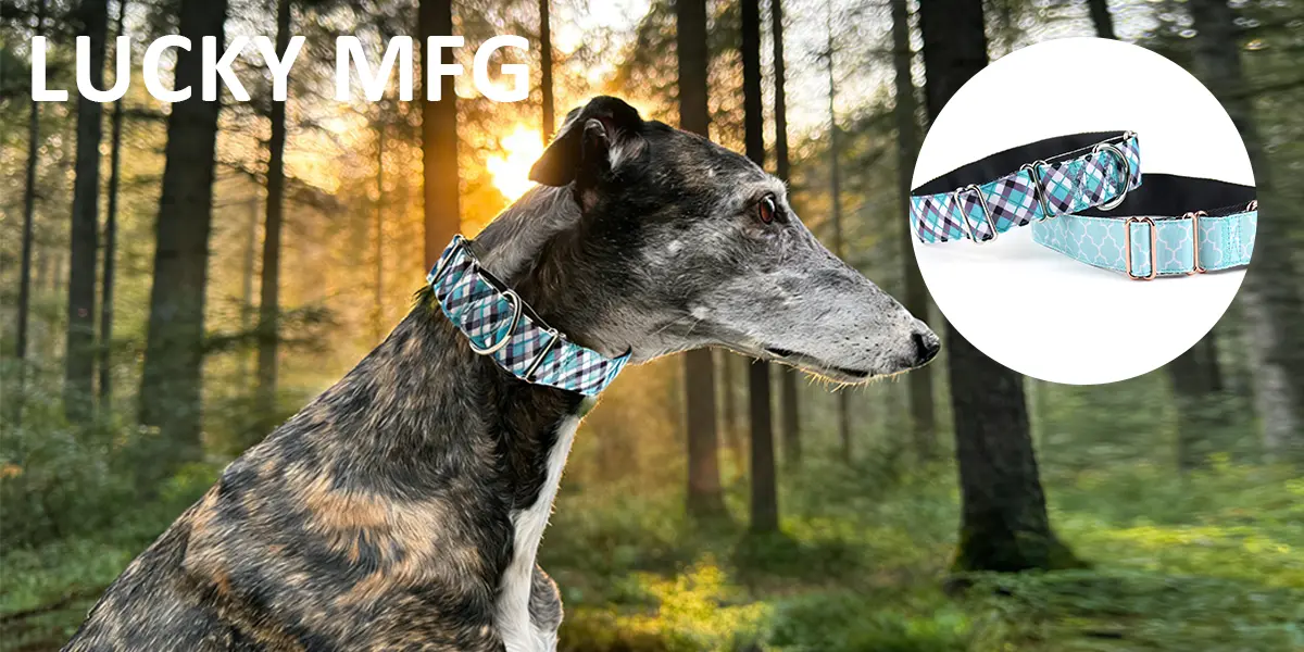 italian greyhound collar