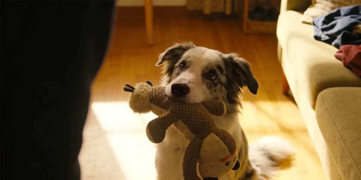 Why Do Dogs Bring You Toys